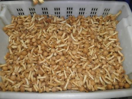 опята россыпью