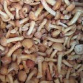 Грибы замороженные